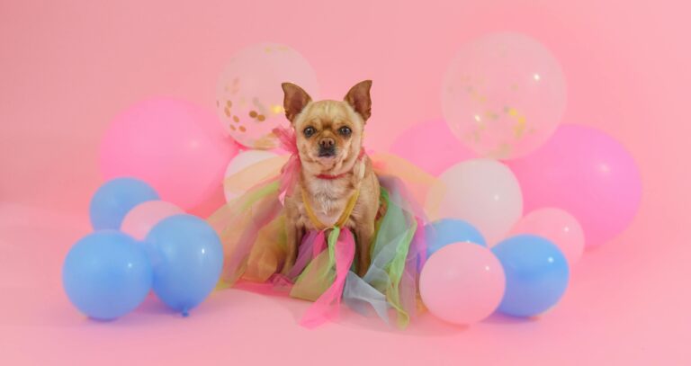 niece birthday funny celebration card